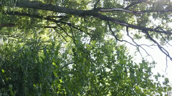 Vertical Video of Forest By Day alt