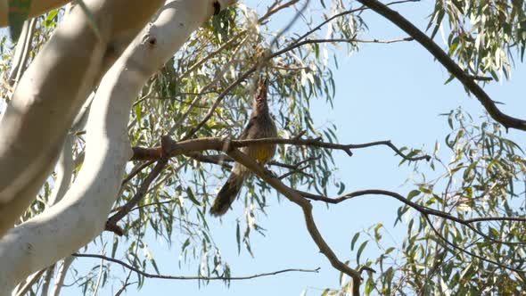 Native Australian Wattlebird singing on a gum tree. Perched on a branch along the Barwon River Geelo alt