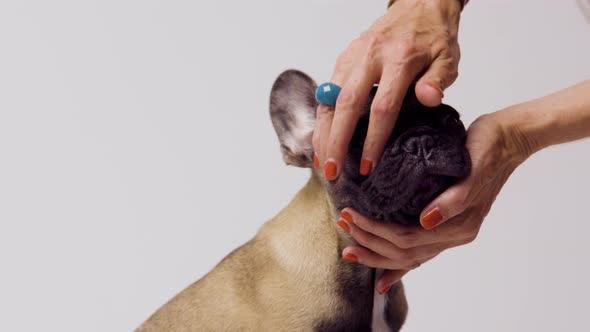 A Cute French Bulldog Puppy Being Stroked alt
