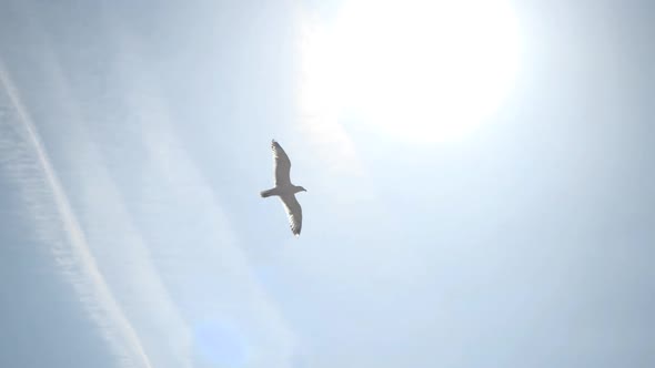 Slow Motion of a Seagull Flying in a Beautiful Blue Sky in Clear Sunny Weather