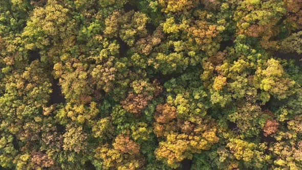 Circular ascending over the colorful tree crowns 4K drone video