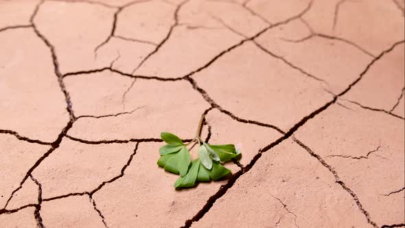 A Green Sprout Withered in the Dry Cracked Ground