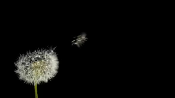 Amazing Macro Shot of Dandelion Being Blown in Super Slow Motion on Black Background alt