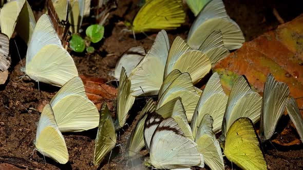 A zoom out of these yellow butterflies swarming under the morning sun, Kaeng Krachan National Park, alt