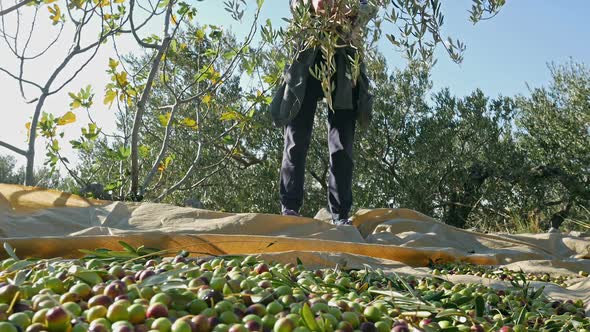 Olive Fruits Harvesting Low View