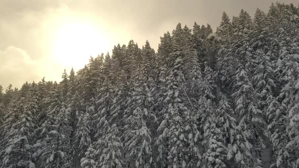 Flying up and over mountain forest covered in snow towards the sun alt