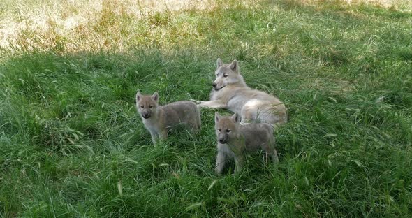 Arctic Wolf, canis lupus tundrarum, Mother and Cub, Real Time 4K alt