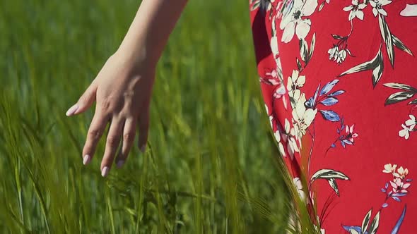 Slow Motion CU Girl in Red Dress Walking Along Field and Touching Spikelet The Dress Flutters in the alt