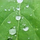Water Drop on Green Leaf - VideoHive Item for Sale