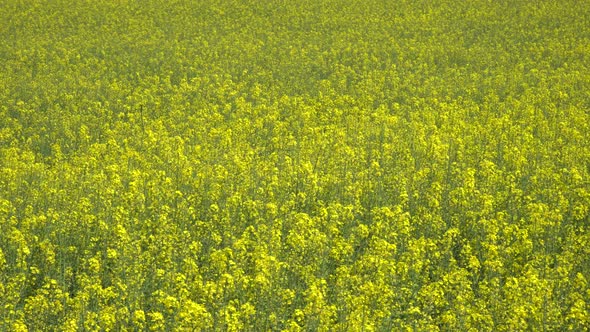 Yellow Blooming Canola Flowers