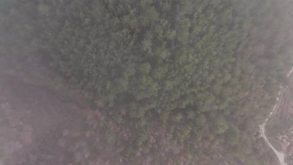 Forest texture aerial view 4 K alt