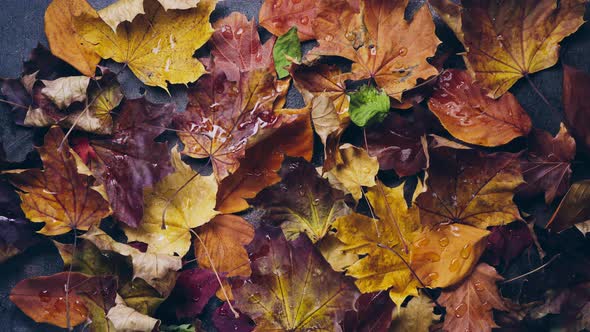 Autumn Leaves are Blown Away By the Wind alt