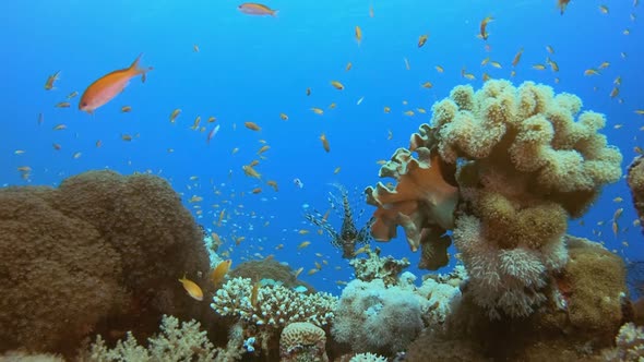 Sea Tropical Life alt