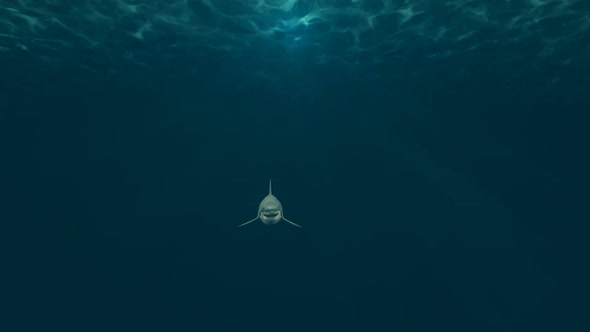 Shark Swim to Camera alt