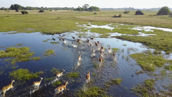 Lechwe running and jumping through a flooded plain in the Okavango Delta, Aerial alt