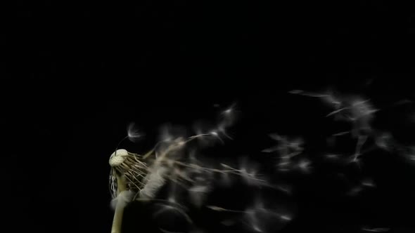 Amazing Macro Shot of Dandelion Being Blown in Super Slow Motion on Black Background alt