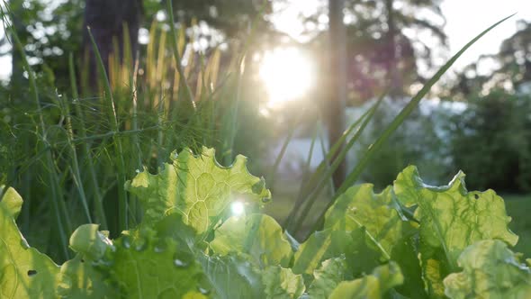 Sun Shining Through Fresh Greenery in a Farm Garden
