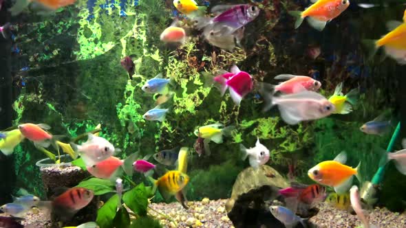 Lots of colored fish in the aquarium alt