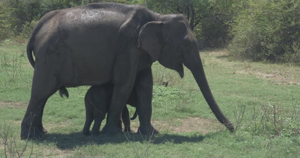 Close Up of Elephant Family with a Newborn Baby Elephant in a National Park of Sri Lanka