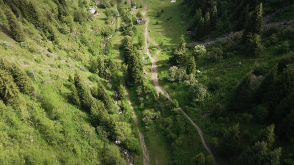 Aerial Forest Spruce in the Mountain of Almaty alt