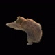187 Bear Standing Magic Attack HD - VideoHive Item for Sale