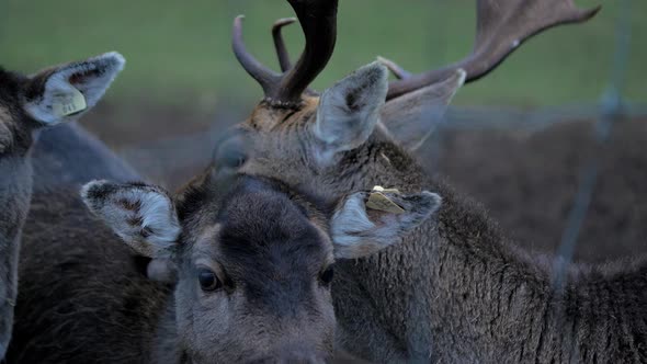 Fallow deer (Dama dama) buck licking female deer in cold overcast autumn day, closeup handheld shot alt
