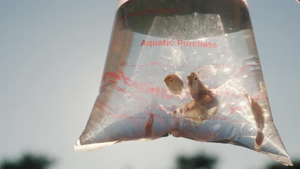 Several Aquarium Fish in the Package for the Delivery of Live Fish alt