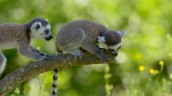 Baby ring-tailed lemurs sitting on branch of tree and nibbles on end of limb,close up alt