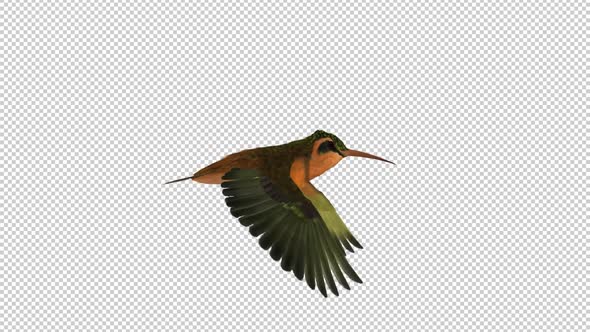 Hummingbird - Rufous Hermit - Flying Loop - Side View - Alpha Channel