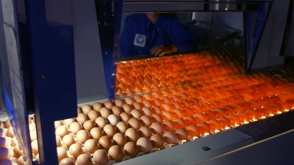 Eggs moving on the production line alt