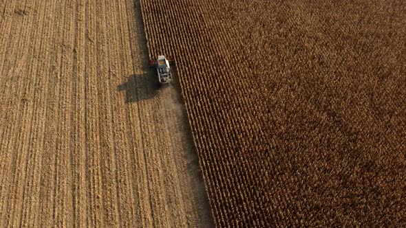 Aerial Drone View Flight Over Combine Harvester That Reaps Dry Corn in Field alt