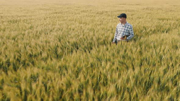 Young Farmer with Tablet in Hand Examines Ripening Wheat Walking Across the Field