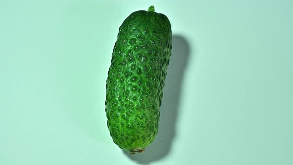 Cucumber of young crop with pimples on blue background in a movement in a circle. Isolate.