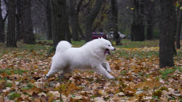 Cheerful Samoyed Spitz Frolics in Nature alt