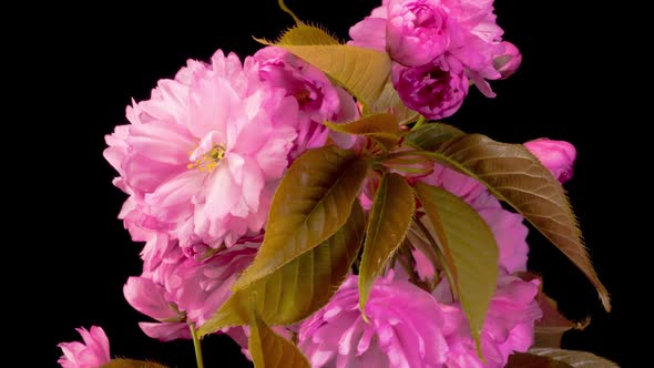Cherry Blossom. Time Lapse of Beautiful Opening Pink Sakura Flowers Bunch. alt