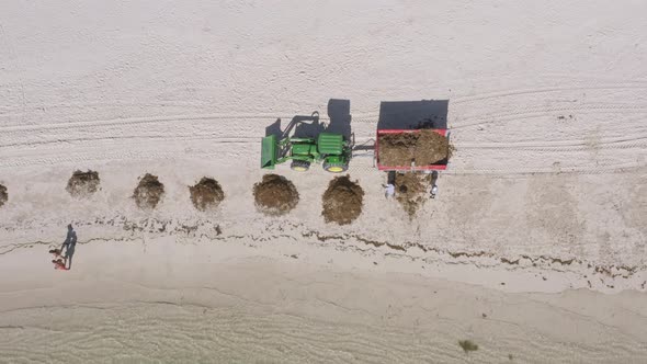 Sargassum marine macroalgae being removed from white sand beach; aerial alt
