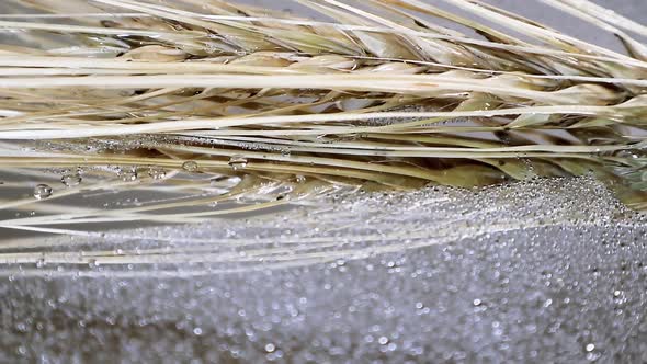 Ear of dry wheat in water drops rotating macro