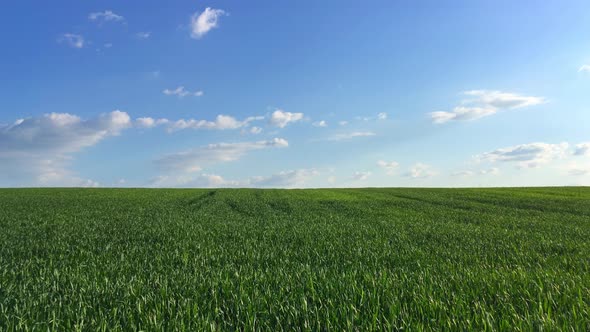 Green Field On The Blue Sky Background by FootageStock | VideoHive