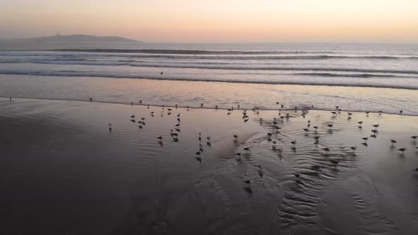Sunset, Birds on the pacific ocean coast beach (La Serena, Chile) aerial view alt