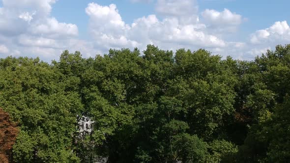 Drone shot of trees with city skyline in the background alt
