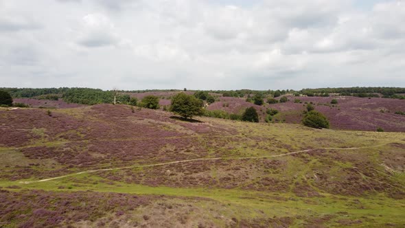 Purple blooming heathland at national park the Posbank in the Netherlands alt