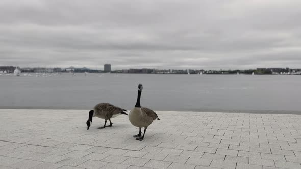 Gees walking on the sidewalk in Boston on a cloudy overcast day. Wildlife in the city concept. alt