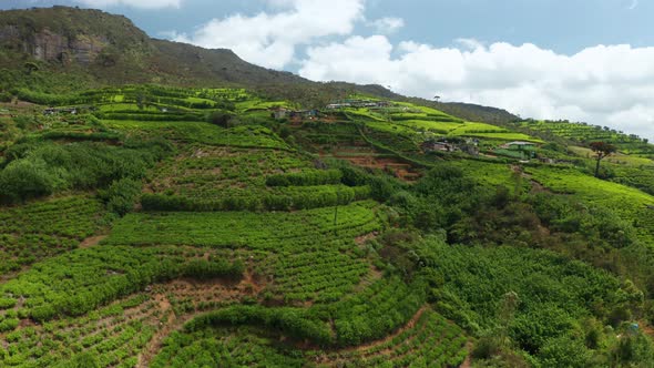 Aerial View of Tea Plantations, Fields, Hills and Meadows. Sri Lanka Island