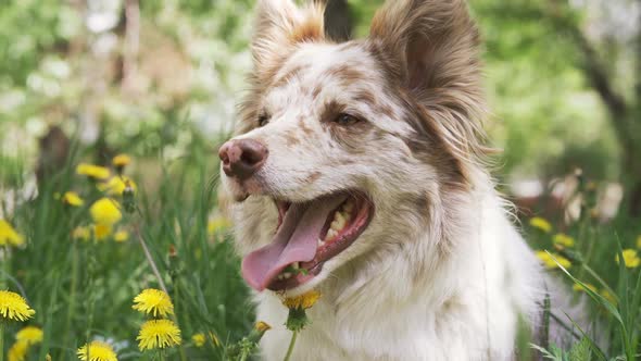 Happy Dog Border Collie with Flowers Fields in Background alt