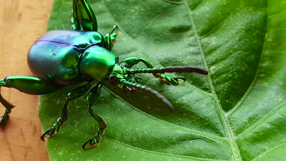 Macro Video Of Jewel Beetle On Leaf Shiny Coloful Insect