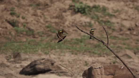 Bee-eater Reaches the Dry Branch in Slow-mo
