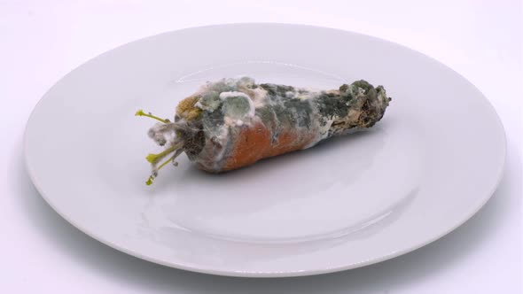 Rotten carrot covered with mold. Red carrots spoiled by time
