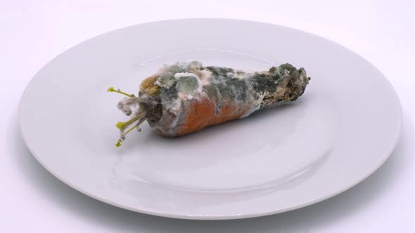 Rotten carrot covered with mold. Red carrots spoiled by time alt