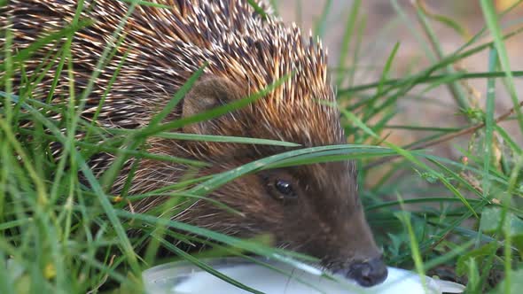 Hedgehog Drinking
