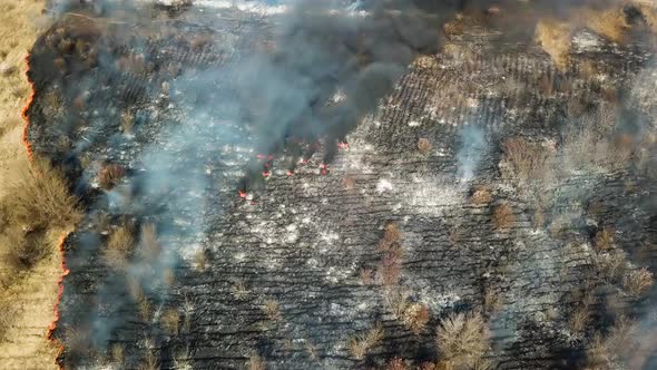 Forest and Field Fire alt